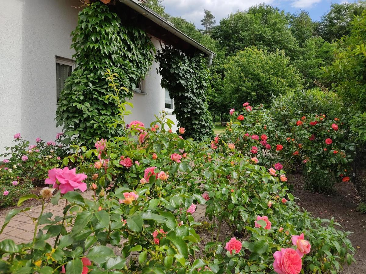 Grosszuegige Ferienwohnung Am Waldesrand Im Seenland Lauta Extérieur photo